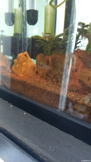 Stand cu două acvarii - imagine 5 Stand cu două acvarii - imagine 5