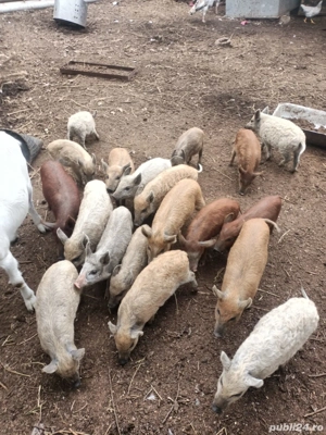 Purceluși de vanzare - imagine 5 Purceluși de vanzare - imagine 5