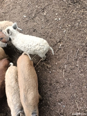 Purceluși de vanzare - imagine 3 Purceluși de vanzare - imagine 3