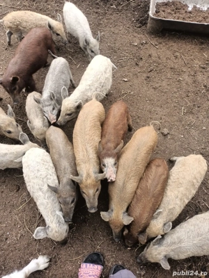 Purceluși de vanzare - imagine 2 Purceluși de vanzare - imagine 2