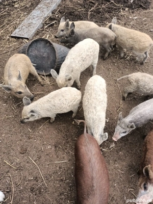 Purceluși de vanzare