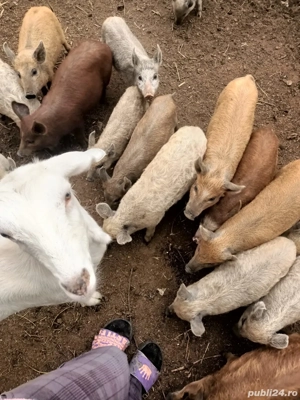 Purceluși de vanzare - imagine 4 Purceluși de vanzare - imagine 4