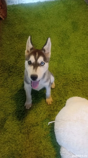 Husky siberian 