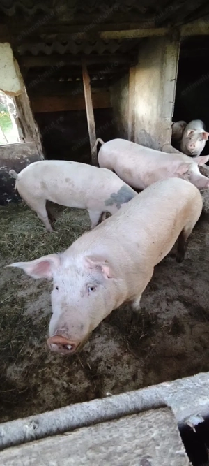porci de vanzare 120-150 kg