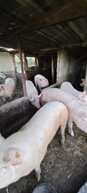 porci de vanzare 120-150kg