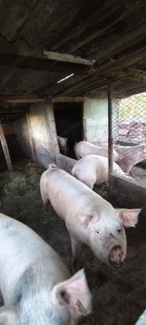 Porci crescuti natural