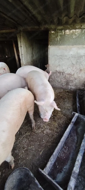 porci de vanzare 120-150 kg - imagine 5 porci de vanzare 120-150 kg - imagine 5