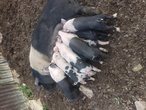 Vand purcei Bazna - imagine 2