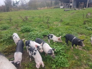 Vand purcei Bazna - imagine 3