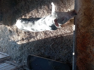 Porci de vazare - imagine 4