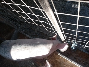 Porci de vazare - imagine 5