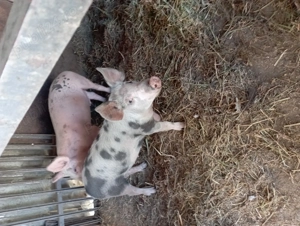 Porci de vazare - imagine 3