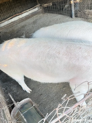 Vând porci 150-160 kg - imagine 4 Vând porci 150-160 kg - imagine 4