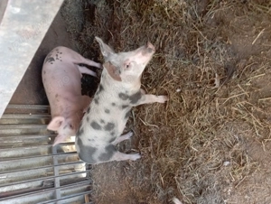 Porci de vazare - imagine 2