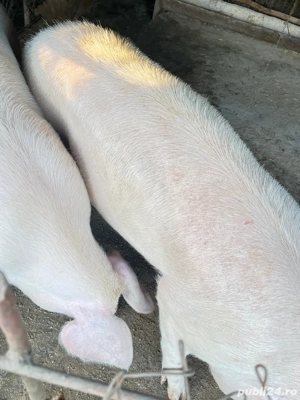 Vând porci 150-160 kg - imagine 2 Vând porci 150-160 kg - imagine 2