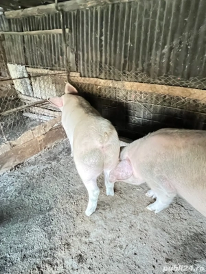 Vând porci 150-160 kg - imagine 3 Vând porci 150-160 kg - imagine 3