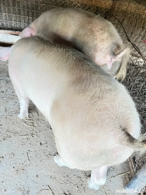 Vând porci 150-160 kg - imagine 5 Vând porci 150-160 kg - imagine 5