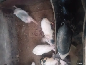 vand purcei - imagine 2