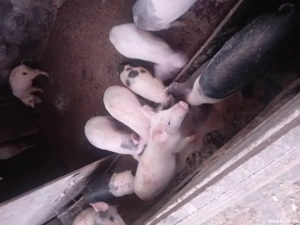 vand purcei - imagine 3