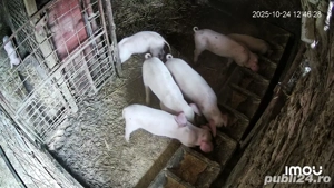 purcei landrace 8 sapt