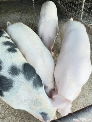 Porci de tăiat 120-140 (se rezervă de craciun)