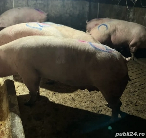 Purcele de Carne intre 250-350kg - imagine 2