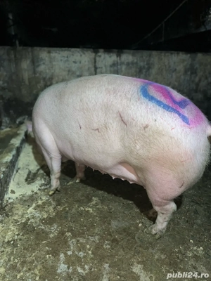 Purcele de Carne intre 250-350kg - imagine 4