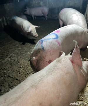 Purcele de Carne intre 250-350kg - imagine 3