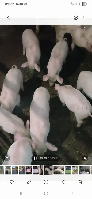 Purcei 7 săptămîni