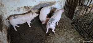 Purcei de vânzare  - imagine 2 Purcei de vânzare  - imagine 2