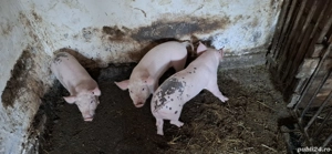 Purcei de vânzare  - imagine 5 Purcei de vânzare  - imagine 5