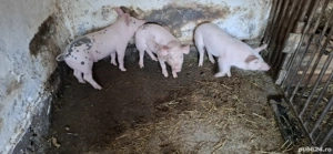 Purcei de vânzare  - imagine 3 Purcei de vânzare  - imagine 3