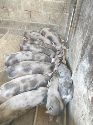 Vând Porcii40-150 kg 