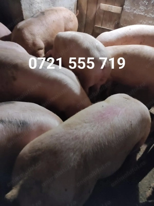 Vând Porcii40-150 kg  - imagine 2