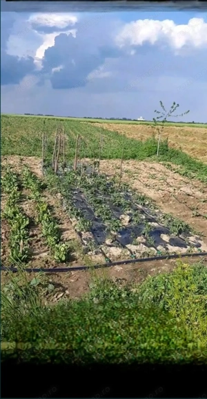 Teren intravilan in sat Obad - imagine 2