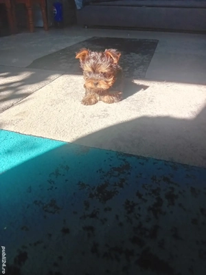 Yorkshire terrier mini toy 