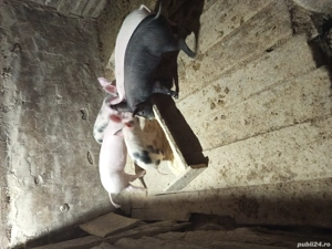 vând purcei - imagine 2 vând purcei - imagine 2