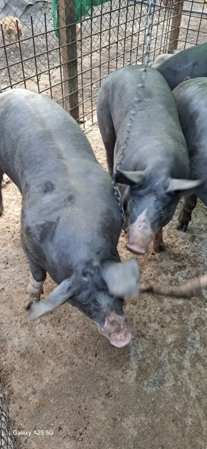 Porci de vanzare - imagine 2