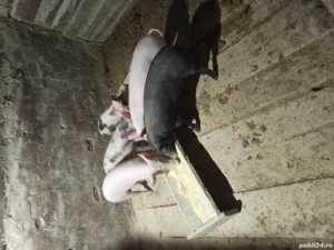 vând purcei - imagine 4 vând purcei - imagine 4