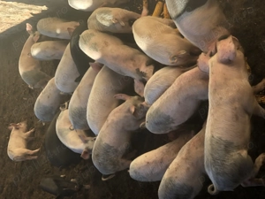 Vand purcei de 12 sapt. in Simleu Silvaniei