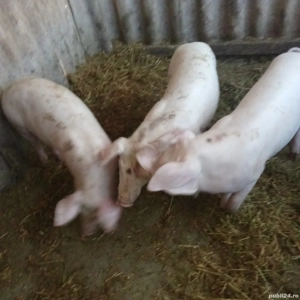 Purcei de vânzare  - imagine 2