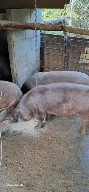 Porci de vanzare
