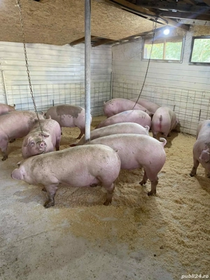 porci de carne  - imagine 5