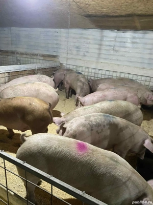 porci de carne  - imagine 2