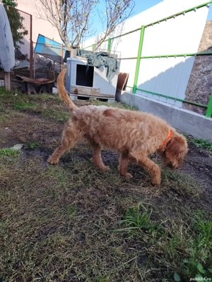 Câine de vânătoare  - imagine 4 Câine de vânătoare  - imagine 4