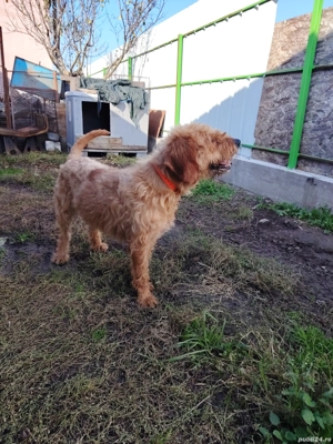 Câine de vânătoare  - imagine 2 Câine de vânătoare  - imagine 2