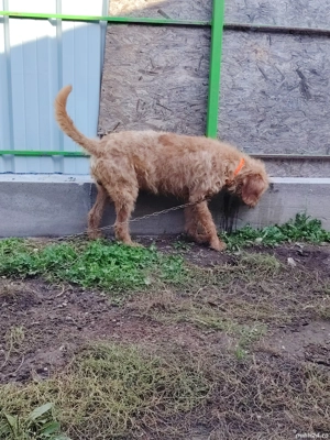 Câine de vânătoare  - imagine 3 Câine de vânătoare  - imagine 3