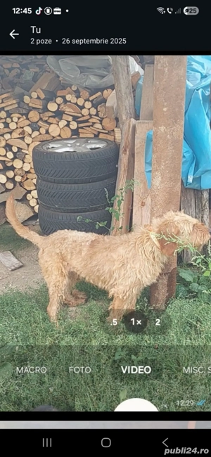 Câine de vânătoare  - imagine 5 Câine de vânătoare  - imagine 5