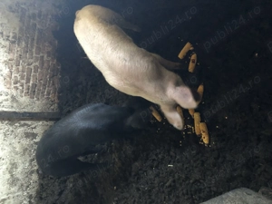Vand 2 porci - marele alb si bazna(90-100kg) - imagine 3 Vand 2 porci - marele alb si bazna(90-100kg) - imagine 3