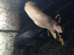 Vand 2 porci - marele alb si bazna(90-100kg)